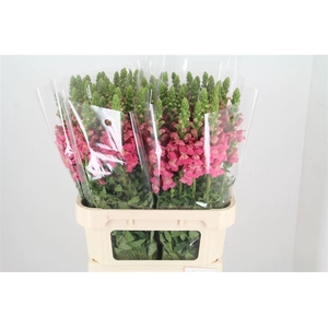 ANTIR POTO CHER ROSE