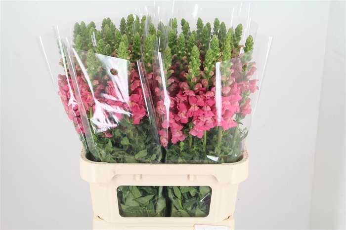 <h4>ANTIR POTO CHER ROSE</h4>