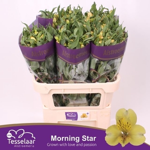 Alstr Morning Star