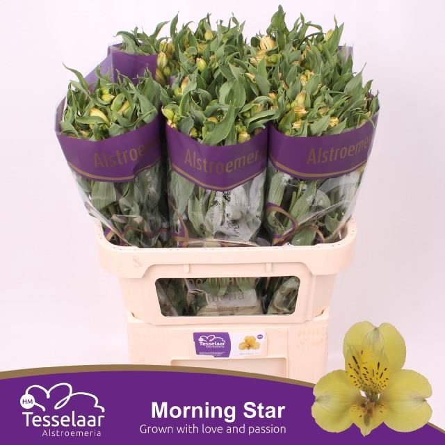 <h4>Alstr Morning Star</h4>