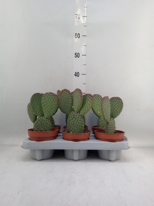 <h4>Opuntia microdasys</h4>