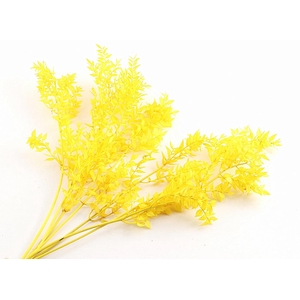 Ruscus Preserved Yellow