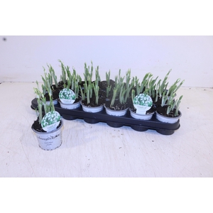 GALANTHUS NIV IN POT