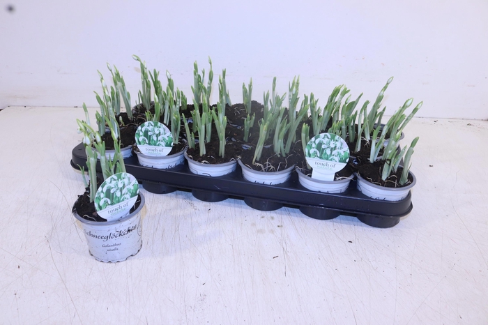 <h4>GALANTHUS NIV IN POT</h4>