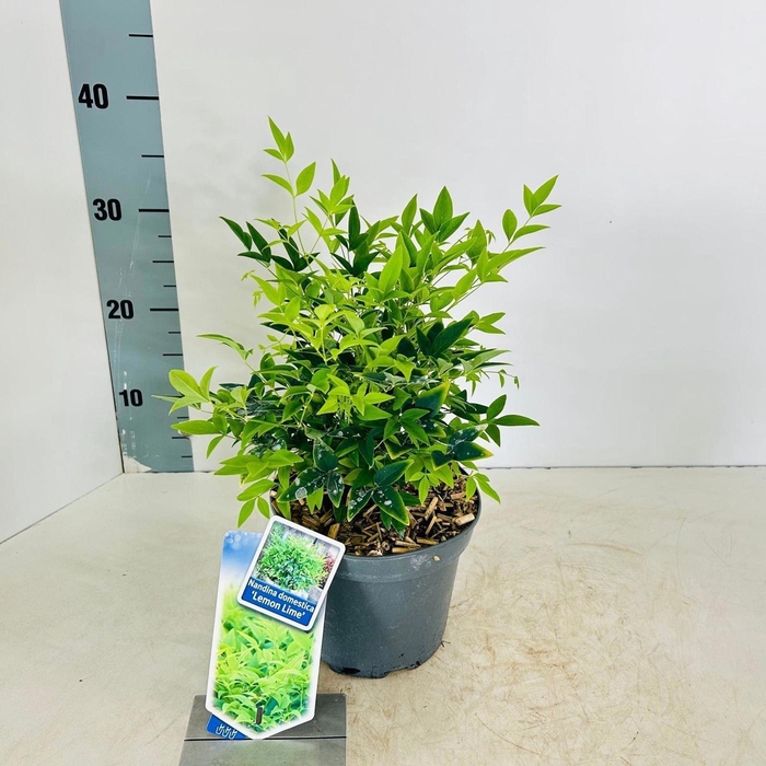 <h4>Nandina domestica</h4>