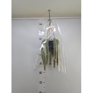 Cactus   ...