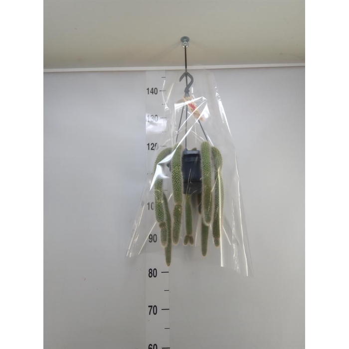 <h4>Cactus   ...</h4>