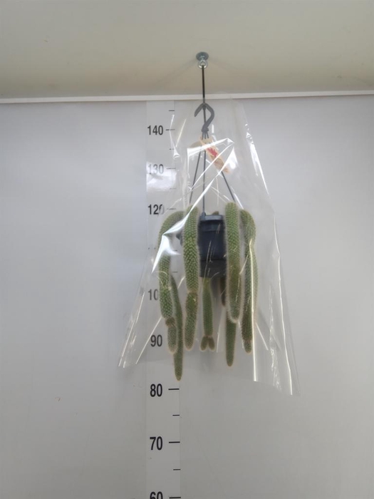 <h4>Cactus   ...</h4>