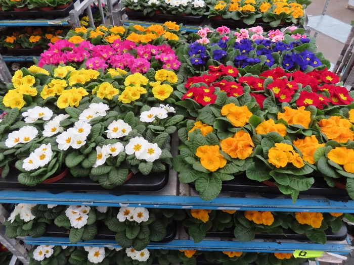 <h4>PRIM AC MIXK</h4>