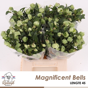 HELL  MAGNIFIC BELLS