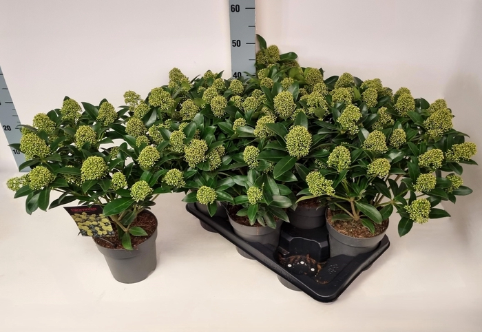 <h4>SKIM J WHITE GLOBE</h4>