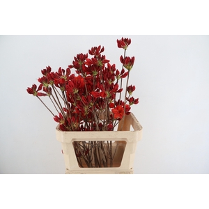 RHODO. NEW RED 080CM