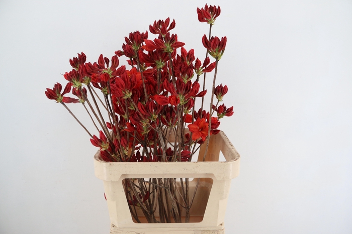 <h4>RHODO. NEW RED 080CM</h4>