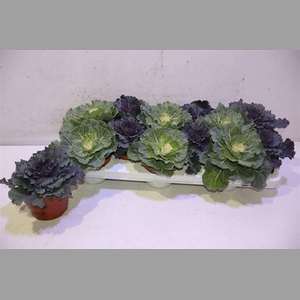 Brassica (sierkool) Mixtray