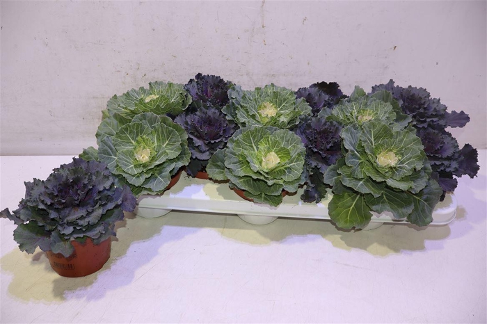 <h4>Brassica (sierkool) Mixtray</h4>