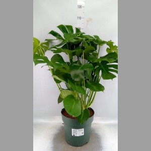 Monstera delic.