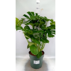 Monstera delic.