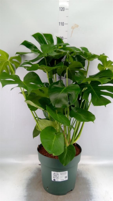 <h4>Monstera delic.</h4>