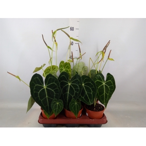 Anthurium clarinervium