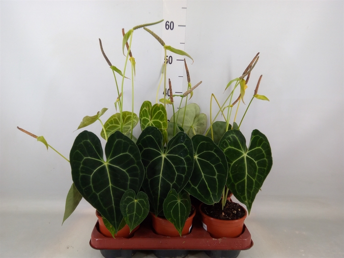 <h4>Anthurium clarinervium</h4>
