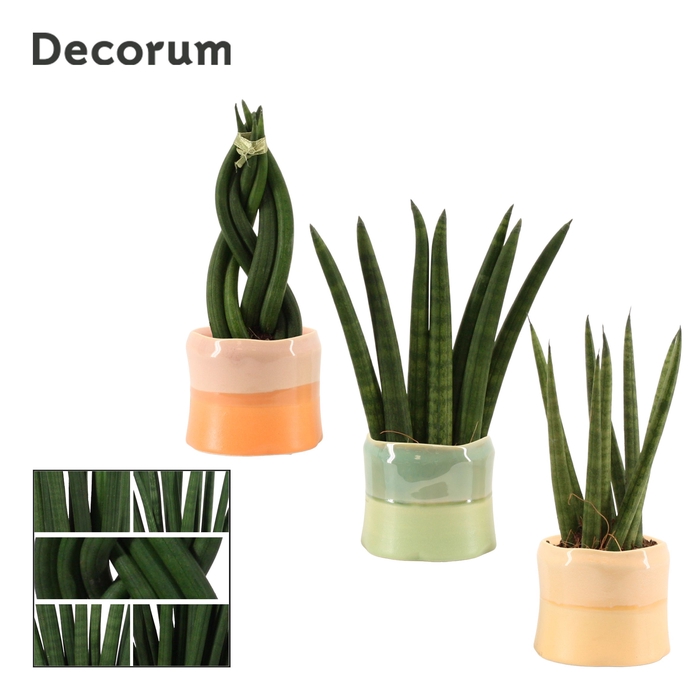 <h4>Sansevieria cylindrica 6 cm mix in Evita (Craft world-collection</h4>