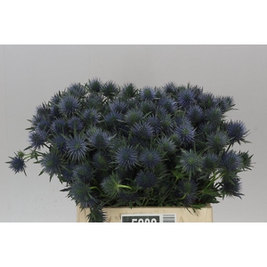 Eryngium Magnet