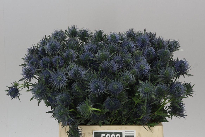 <h4>Eryngium Magnet</h4>