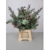 ACACIA BAILEYANA PB