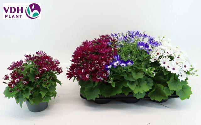 <h4>PERI C SEN GEM</h4>