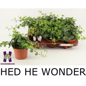 HED HE WONDER