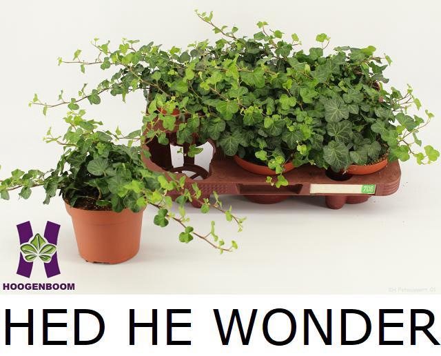 HED HE WONDER