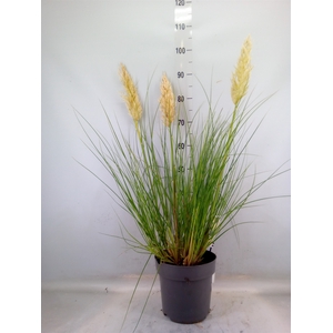 Cortaderia   ...
