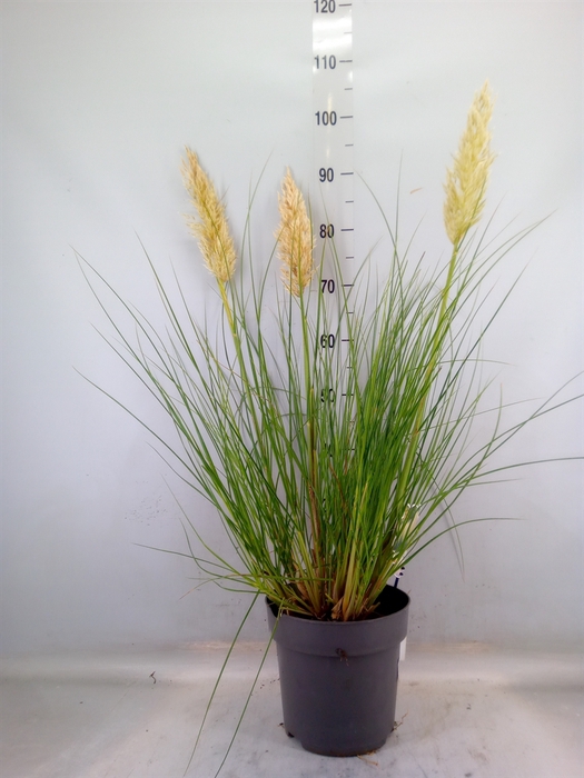 <h4>Cortaderia   ...</h4>