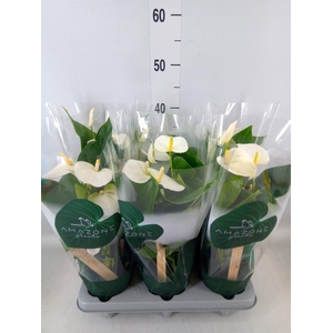 Anthurium andr. 'Samora'