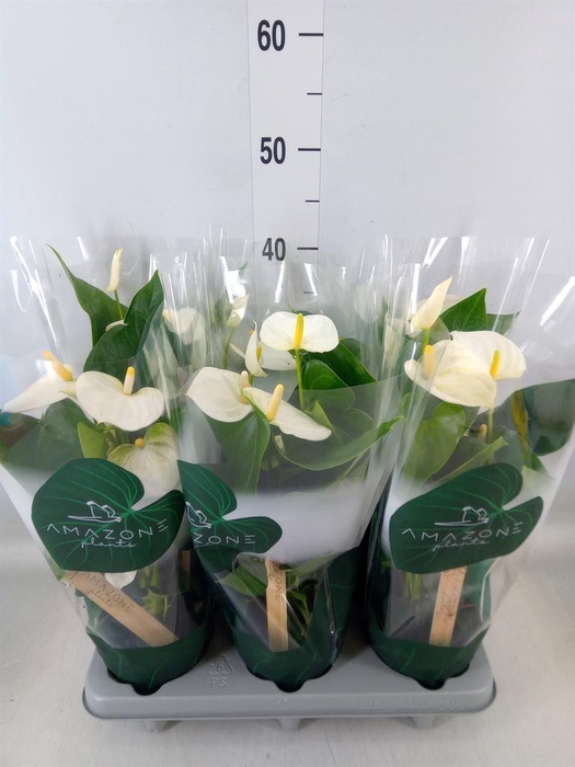 <h4>Anthurium andr. 'Samora'</h4>