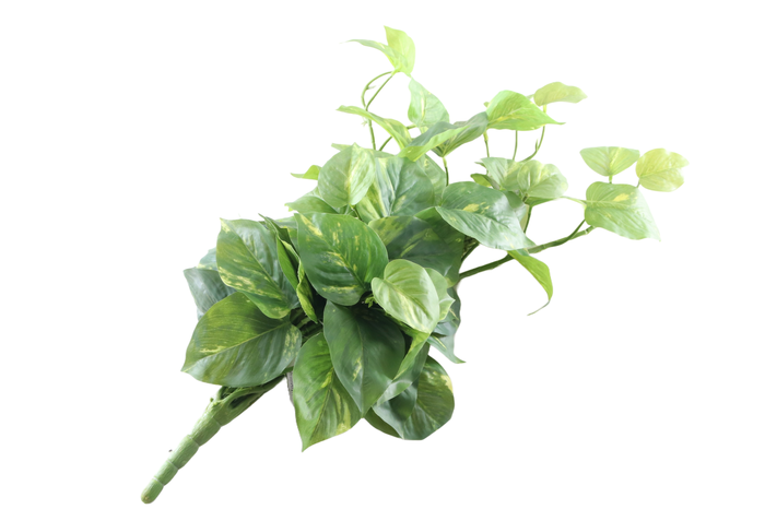 <h4>Pothos Plant Green</h4>