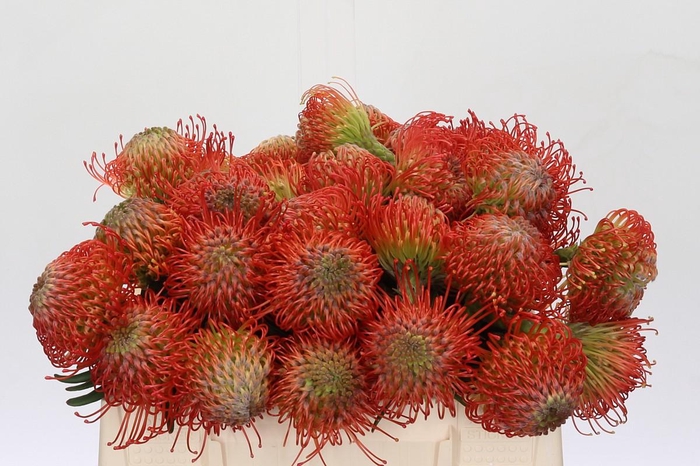 <h4>Nutans Succession</h4>