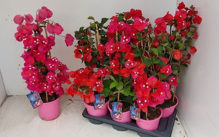 <h4>BOUGAINV DANIA</h4>