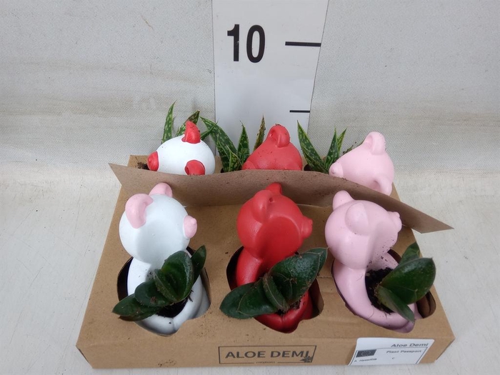 <h4>Succulents   ...</h4>