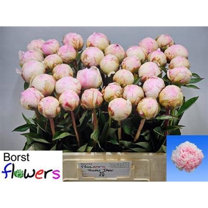 Paeonia Lactiflora Grp 'Pillow Talk'
