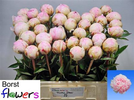 <h4>Paeonia Lactiflora Grp 'Pillow Talk'</h4>