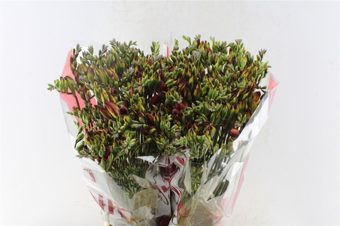 <h4>Fr Du Fuego Red</h4>