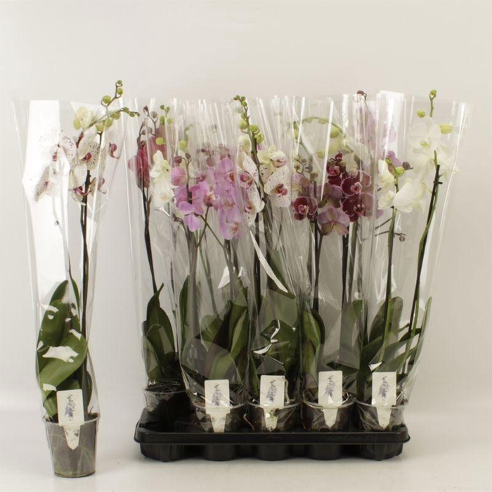 <h4>PHAL GEM 6 KL</h4>