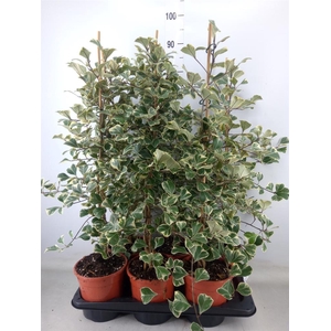 Ficus triangularis 'Sweetheart'