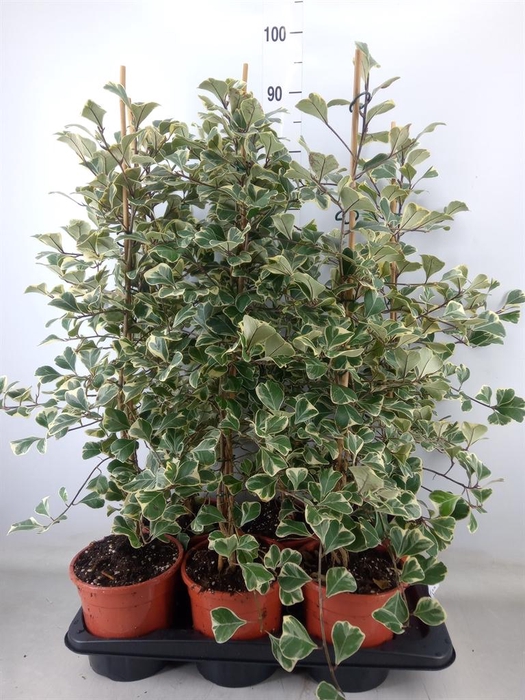 <h4>Ficus triangularis 'Sweetheart'</h4>