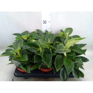 Philodendron   ...