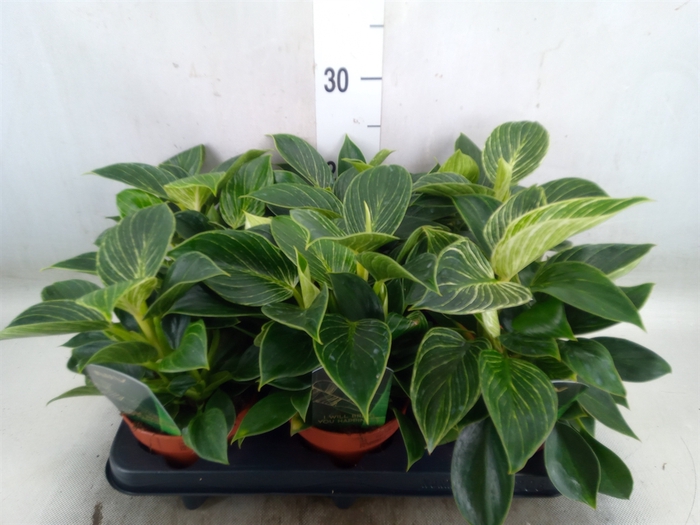 <h4>Philodendron   ...</h4>