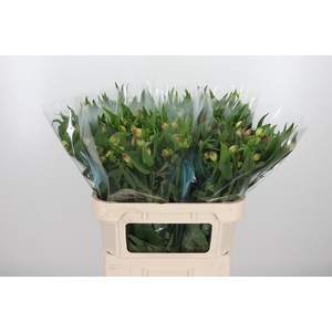 Alstroemeria Layla 95 Gram