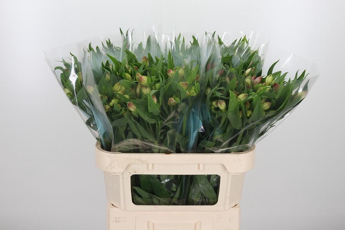 Alstroemeria Layla 95 Gram