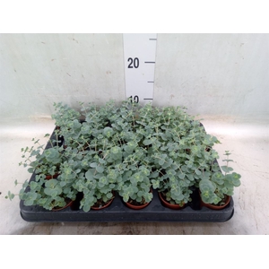 Sedum sieboldii